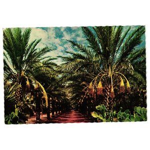Vintage Postcard Arizona Date Garden Palm Trees Petley Studios Fruit Tree